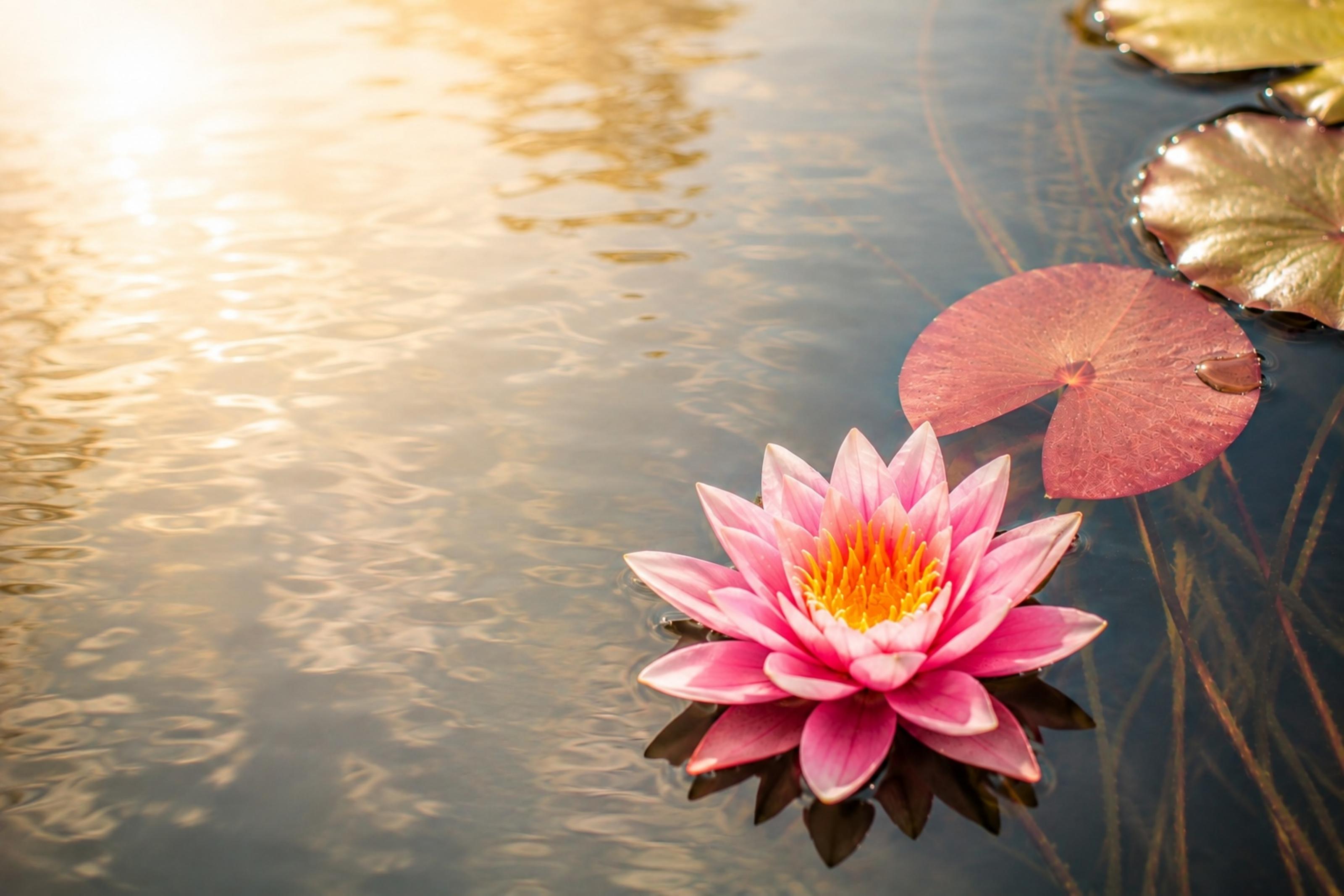 Seerose auf dem Wasser